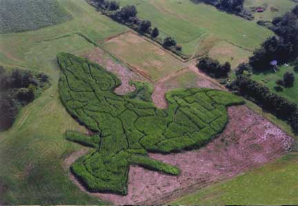 eagle maze