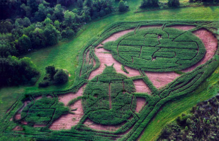 ladybug cornmaze